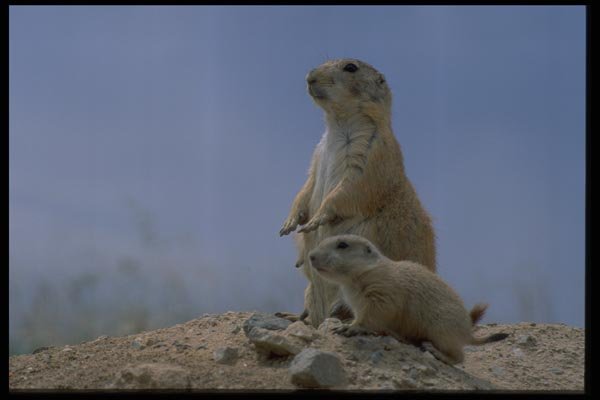 006099 Prairie Dog Mother And Baby A4 Photo Print