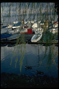 007068 Sailboats And Geese Through Leaves A4 Photo Print