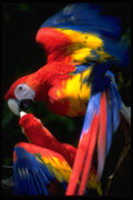 008000 Two Scarlet Macaws A4 Photo Print