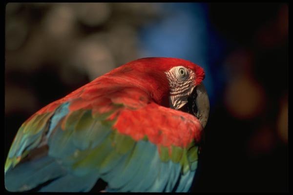008001 Red And Green Macaw A4 Photo Print