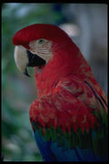 008002 Scarlet Macaw A4 Photo Print