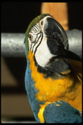 008003 Blue And Gold Macaw, Frontal A4 Photo Print