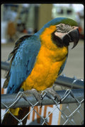 008004 Blue And Gold Macaw On Fence A4 Photo Print
