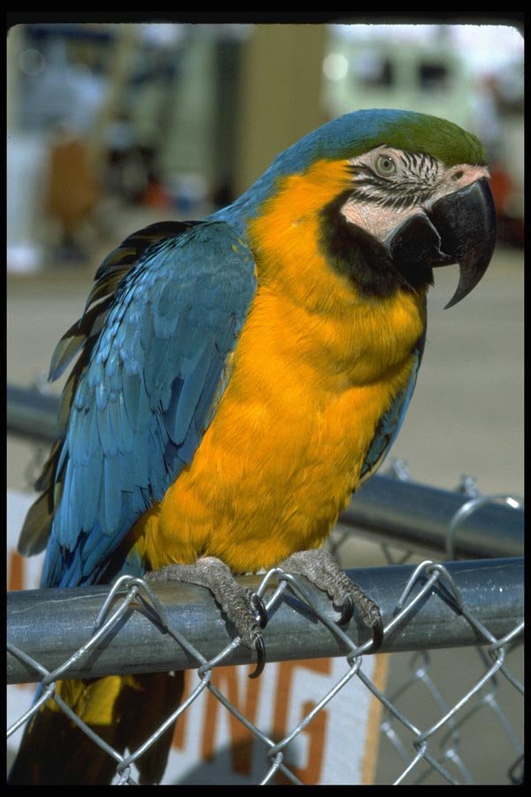 008004 Blue And Gold Macaw On Fence A4 Photo Print