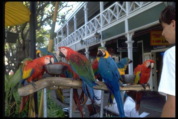 008005 Macaws On Perch A4 Photo Print