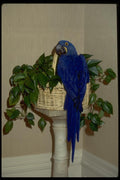 008006 Blue Parrot On Basket A4 Photo Print