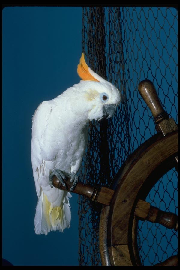 008007 White Cockatoo On Ship's Wheel A4 Photo Print