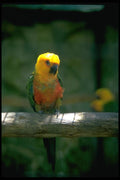 008008 Yellow headed Parrot A4 Photo Print