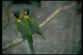 008009 Blue headed Green Parrots A4 Photo Print