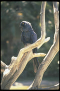 008010 Blue Parrot On Limb A4 Photo Print