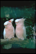 008011 Two Pink And White Cockatoos A4 Photo Print