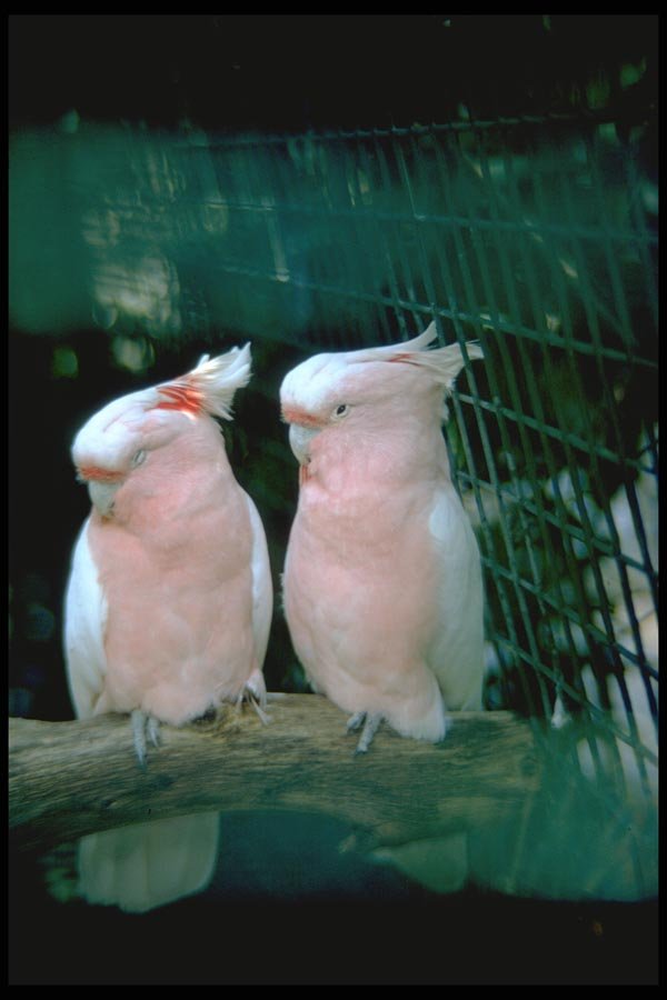 008011 Two Pink And White Cockatoos A4 Photo Print