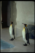 008012 Two Penguins A4 Photo Print