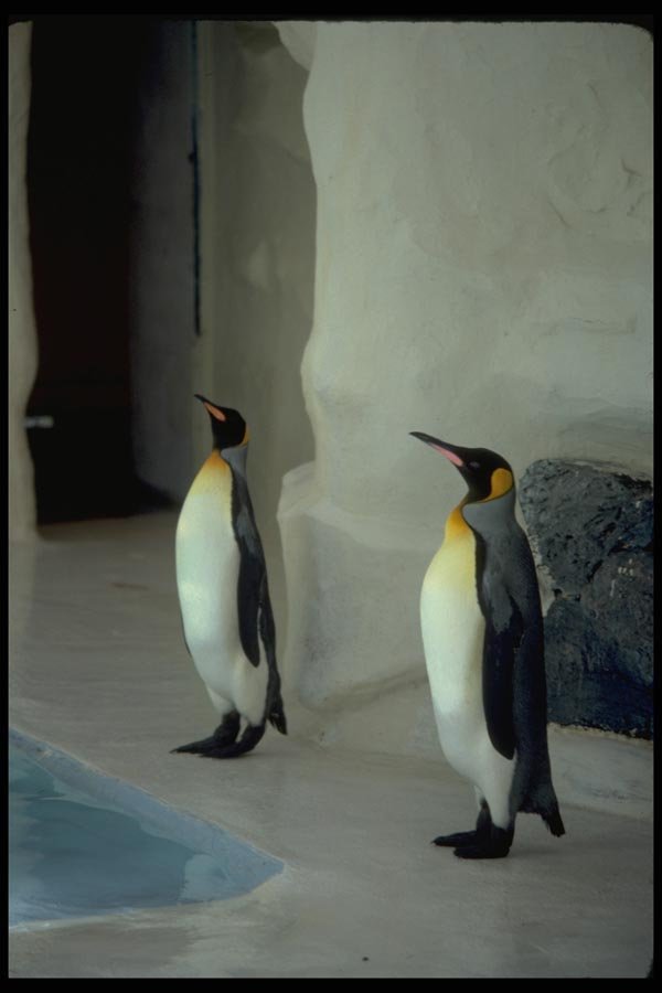 008012 Two Penguins A4 Photo Print