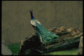 008013 Peacock On Log A4 Photo Print