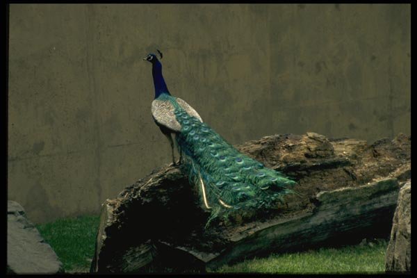 008013 Peacock On Log A4 Photo Print