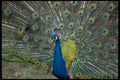 008014 Peacock Display Close Up A4 Photo Print