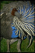 008015 Guinea Fowl Close Up A4 Photo Print