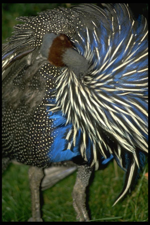 008015 Guinea Fowl Close Up A4 Photo Print
