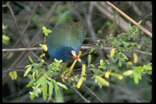 008016 Purple Gallinule A4 Photo Print