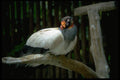 008017 Large White And Black Bird With Wattle A4 Photo Print