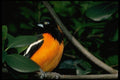 008018 Orange And Black Troupial A4 Photo Print