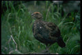008019 Wild Turkey Chick A4 Photo Print