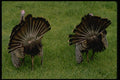 008020 Two Turkeys Displaying, Rear View A4 Photo Print