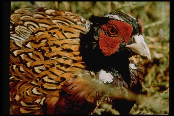008021 Pheasant Head A4 Photo Print