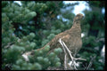 008022 Hen Pheasant A4 Photo Print