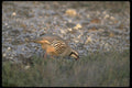 008023 Chukar A4 Photo Print