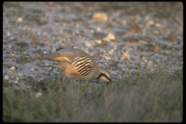 008023 Chukar A4 Photo Print