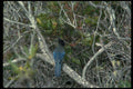 008024 Stellar's Jay On Branch A4 Photo Print