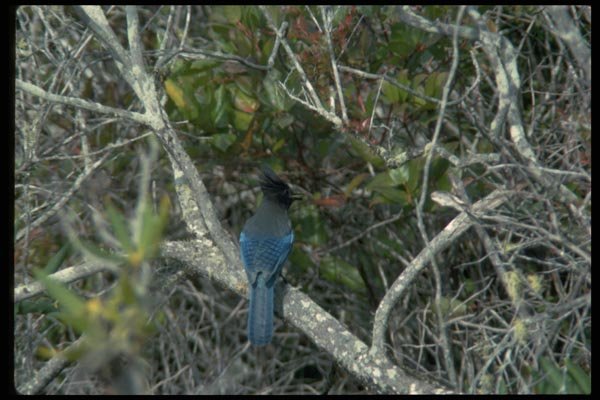 008024 Stellar's Jay On Branch A4 Photo Print