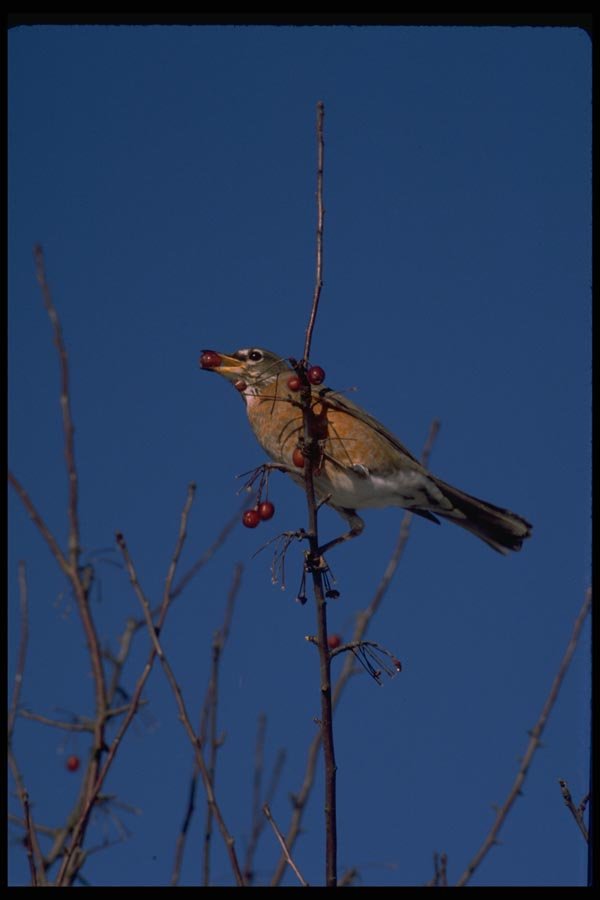 008025 Robin On Branch Eating Berry A4 Photo Print