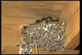 008026 Mud Nest With Baby Barnswallows A4 Photo Print