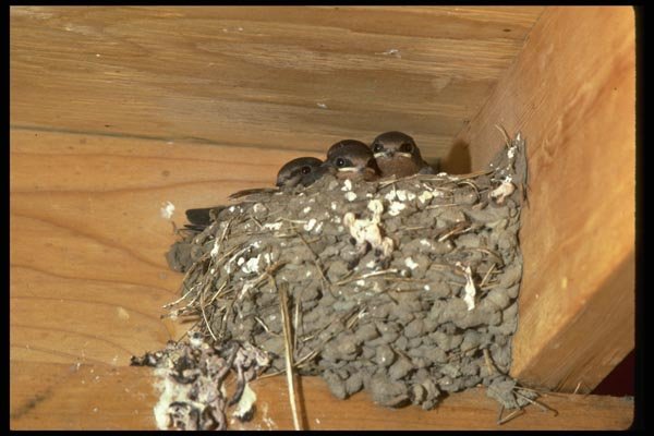 008026 Mud Nest With Baby Barnswallows A4 Photo Print