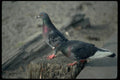 008027 Pair Of Pigeons A4 Photo Print
