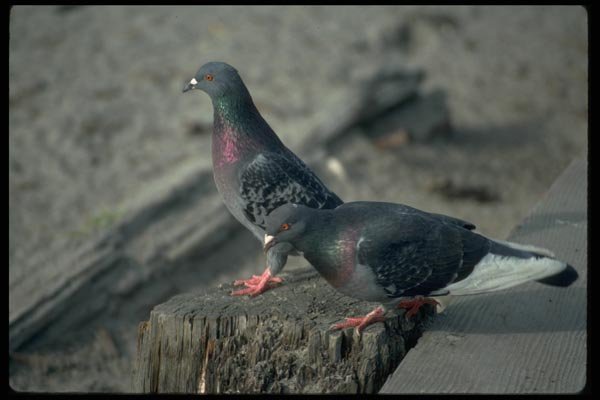 008027 Pair Of Pigeons A4 Photo Print