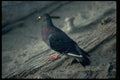 008028 Green And Purple Pigeon A4 Photo Print