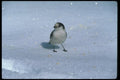 008029 Snow Bunting On Snow A4 Photo Print