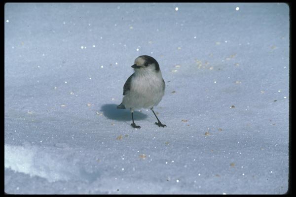 008029 Snow Bunting On Snow A4 Photo Print