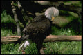 008030 Bald Eagle Preening A4 Photo Print