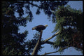 008031 Bald Eagle In Tree A4 Photo Print