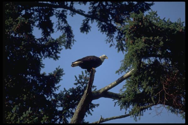 008031 Bald Eagle In Tree A4 Photo Print