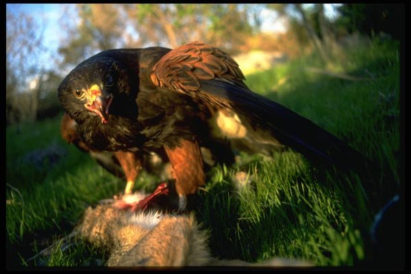 008032 Harris Hawk Eating Rabbit A4 Photo Print