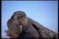 008033 Cooper's Hawk A4 Photo Print