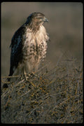 008034 Young Red tailed Hawk A4 Photo Print