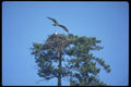 008035 Ospreys, In Flight And In Nest A4 Photo Print