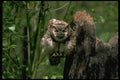008036 Great Horned Owl Frontal A4 Photo Print